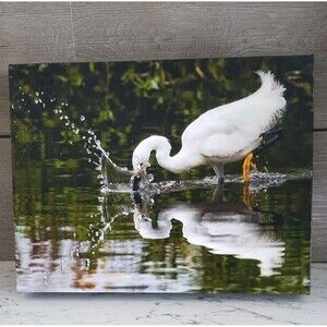 Snowy Egret Photo on Canvas Reflection On Water Colorado Wildlife Photography